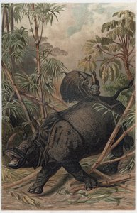 Indian Rhinoceros - Engraving from 
