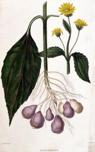 Jerusalem Artichoke - Botanical Board