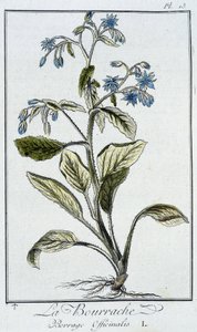 Borage (Borrage Officinalis) - in 