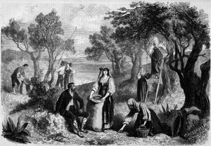 The olive harvest in Italy by Unknown artist