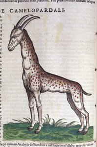 The Giraffe in Historia Animalium by Conrad Gesner
