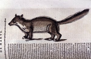 The Marten in Historia Animalium by Conrad Gesner (1516 - 1565), Tiguri by Unknown artist