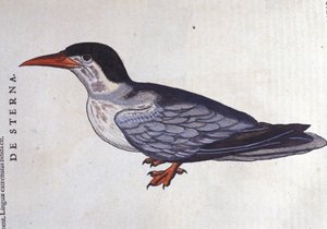 The Tern or Swallow of the Sea in Historia Animalium by Conrad Gesner (1516-1565), Tiguri by Unknown artist