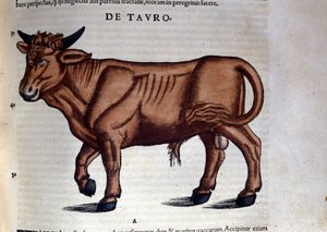 Le Taurus. in Historia Animalium by Conrad Gesner (1516 - 1565), Tiguri