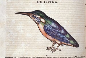 The Bee-Eater - in Historia Animalium by Conrad Gesner, Tiguri