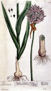 Leek - Botanical Board