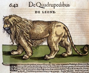 Lion after the Historia Animalium by Conrad Gesner, Tiguri 1560. Biblioteca nazionale Braidense. Milan