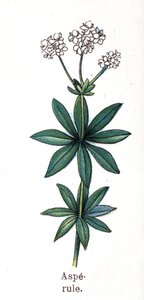 Medicinal and food botanical plants: asperula. Engraving in 