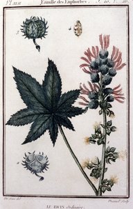 Medicinal Plants: Ordinary Castor (Botanical Board of the 19th Century)
