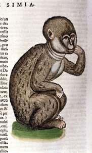 Monkey after the Historia Animalium by Conrad Gesner, Tiguri 1560. Biblioteca nazionale Braidense. Milan by Unknown artist