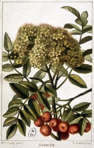 Mountain Ash - Botanical Board by Unknown artist