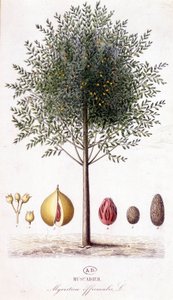 Myristica fragrans - Nutmeg (Myristica officinalis). botanical board by Unknown artist