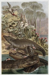 Nile Crocodile - engraving from 