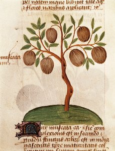 Nutmeg, Description of medicinal plants and how to prepare them (page from the manuscript 