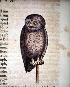 Owl - from Historiae Animalium by Konrad Gesner, Tiguri by Unknown artist