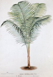 Palm Cocos Weddelliana (Brazil) - Botanical board by Unknown artist