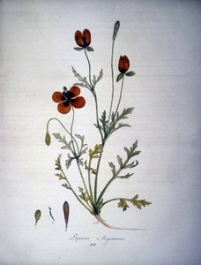 Papaver Argemone (Flower and Plant of Poppy Argemone). 19th Century Herbarium
