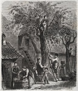 Picking cherries - engraving of 1860