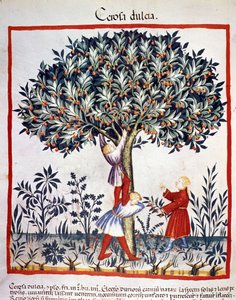Picking cherries. Illumination from the milking of medicine and dietetics 