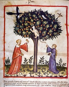 Picking pears. Illumination from the milking of medicine and dietetics 