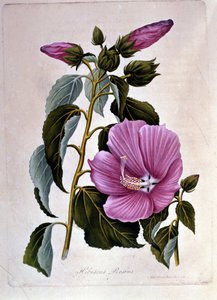 Pink hibiscus. Botanical board. Engraving