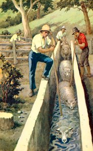 Plunge Dipping Sheep in New Zealand, c.1935 by Unknown Artist