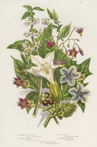 Poisonous Plants