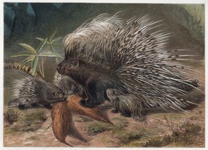 Crested Porcupine (Hystrix cristata) - engraving from 