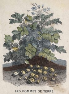Potatoes. 19th century illustration. Bianchetti collection