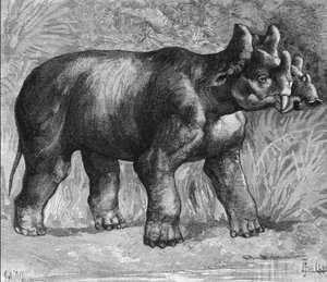 Prehistory: representation of a mirabile dinoceras, a faint species of rhinoceros. Engraving from the end of the 19th century
