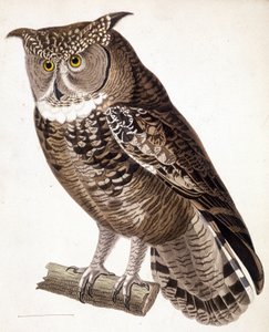 Raptor: African owl. 19th century engraving