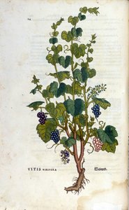 Red Vine
