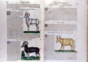 Representation of Sheep, Buffalo... - in Historia Animalium by Conrad Gesner (1516-1565), Tiguri by Unknown artist