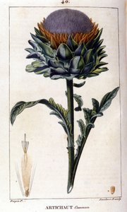 Representation of the common artichoke. Botanical board. 19th century. by Unknown artist