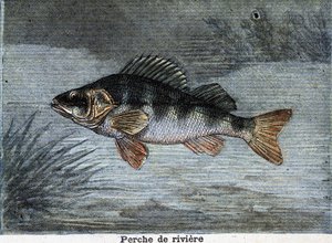 River perch. Engraving from 1897 by Unknown artist
