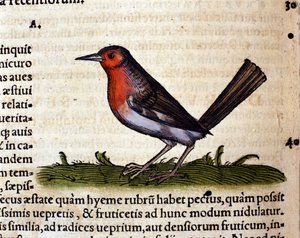 Rouge after the Historia Animalium by Conrad Gesner, Tiguri 1560. Biblioteca nazionale Braidense. Milan by Unknown artist