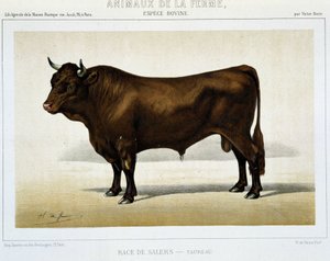 Salers Breed Taurus - in “Farm Animals”