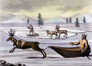 Sami people: indigenous people living in the lands of the northern countries (Norway, Finland, Sweden and Russia) move by reindeer toboggan or by skis. Engraving of the 19th century