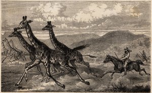Samuel W. Baker Hunting Giraffe in Central Africa, Engraving to Illustrate the Voyage to Lake Albert by Sir Samuel White Baker