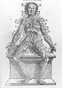 Section of a human body from W. H. Ryff Anatomical description of all parts of the human body printed in Paris in 1545