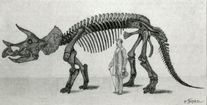 Skeleton of a Triceratops prorsus