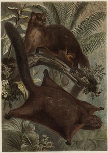 Flying Squirrel from 