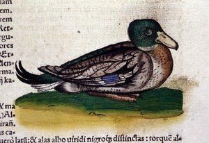 The Harle in Historia Animalium by Conrad Gesner by Unknown artist
