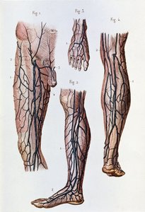 The blood circulation system in the legs and foot by Unknown artist