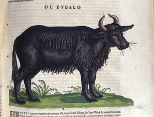 The buffalo after 