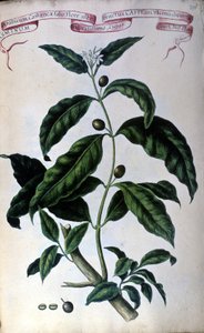 The coffee tree. 19th century herbarium by Unknown artist