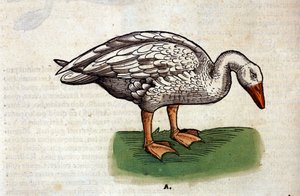 The Domestic Goose after 