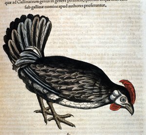 The domestic hen after Historiae animalium by Konrad Gesner, Tiguri by Unknown artist