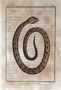 The Elegante Viper. Plate from 