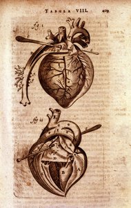 The heart of Bartholin